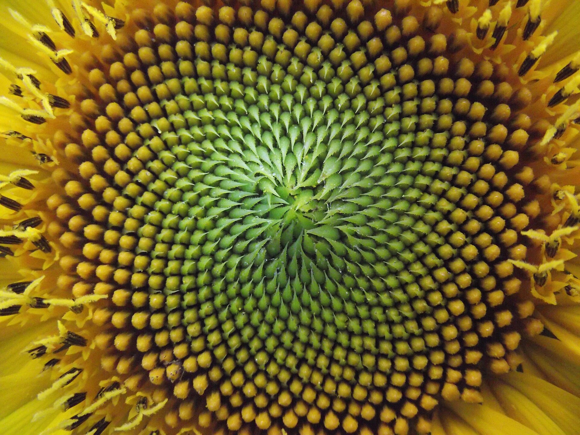 Capitule de tournesol et spirales de Fibonacci